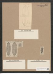 Navicula graeffei Grun. (de-Toni-Nr.: Genus 1, Species 319) Zeichnungen Sammlung Grunow Nr. 725 (NHMW-BOT-W0367109)